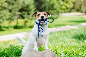 Acrylglasbilder Hund Morgenspaziergang mit Hund im Park  © alexei_tm