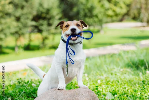 Fototapeta Pojęcie szczęśliwy ranku spacer z psem przy parkiem