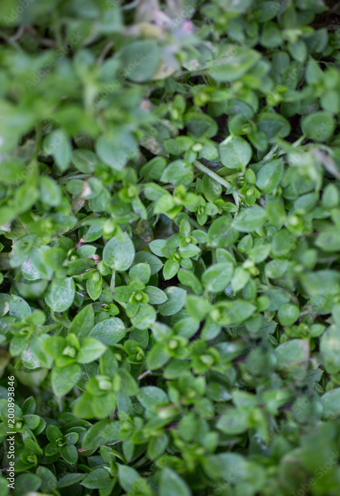 Small green leaves with dew outside. Emerald green plants in the forest. Ecological and natural outdoors vertical photo. Small green leaves with dew outside. Emerald green plants in the forest. Ecological and natural outdoors vertical photo.