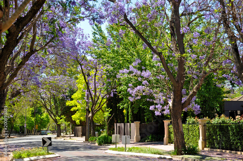 Little suburban street full of green trees and blooming jacaranda. Adelaide, Australia