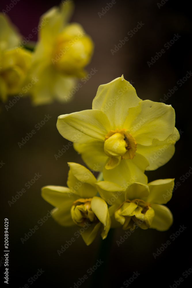 Narcisse Narcisse
