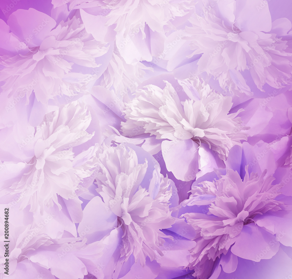 Obraz premium Floral pink-violet background. Bouquet of flowers of peonies. Pink-white petals of the peony flower. Close-up. Nature.
