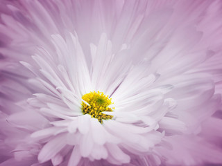 Sierkussen Paars Witte chrysant op blauwe achtergrond  © nadezhda F