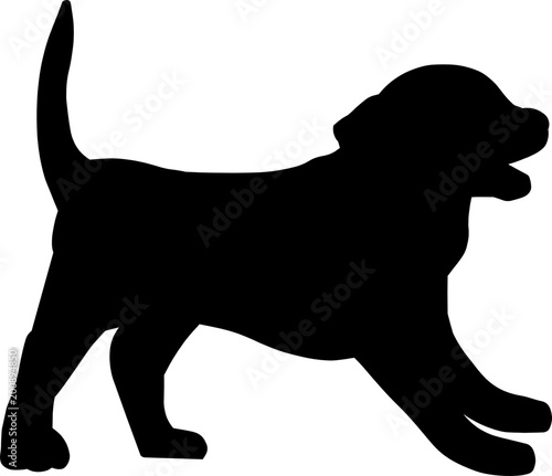 Cute Playful Puppy