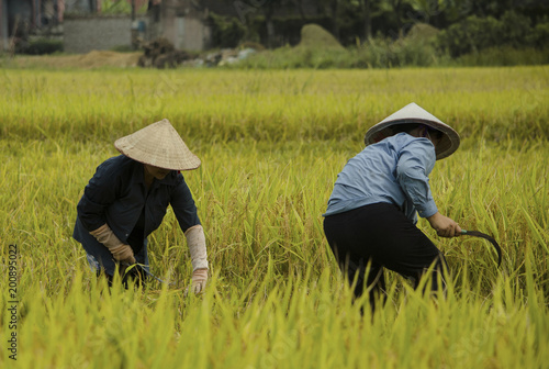 Men working on rice fields in Vietnam