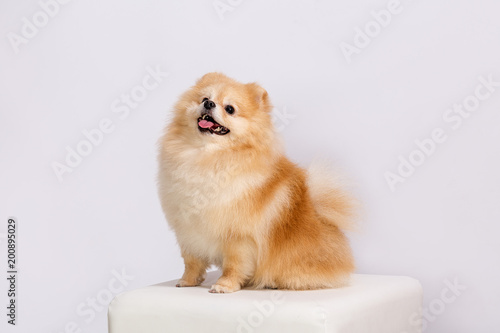The orange Spitz puppy on a white background.