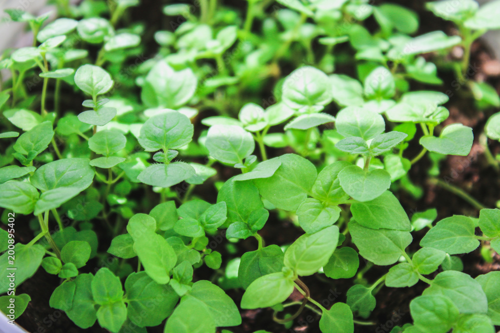 Fresh mint leafs, Mint herbs, Kitchen Mint, mint background. Fresh mint leafs, Mint herbs, Kitchen Mint, mint background.