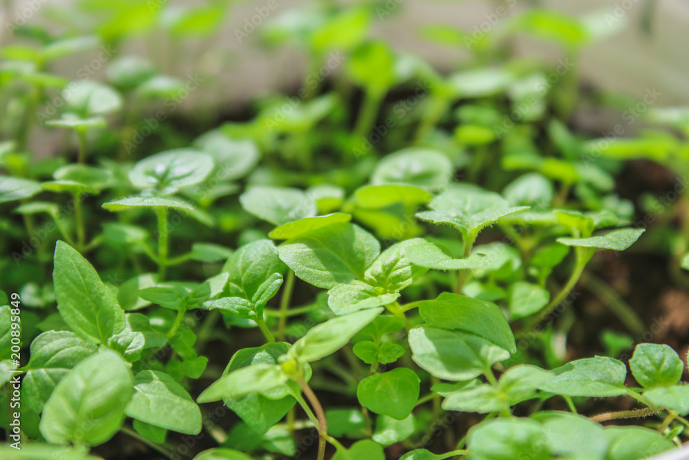 Fresh mint leafs, Mint herbs, Kitchen Mint, mint background. Fresh mint leafs, Mint herbs, Kitchen Mint, mint background.