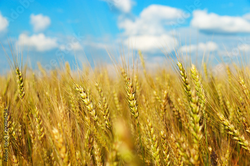 Wheat field under blue sky with clouds. Rural landscape. Picturesque scenery. Wheat close up. Rich harvest concept.