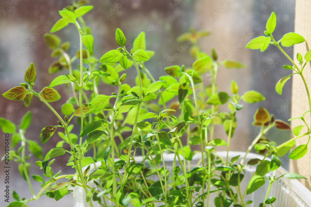 Plant thyme growing in a pot on the window in the apartment. Plant thyme growing in a pot on the window in the apartment.