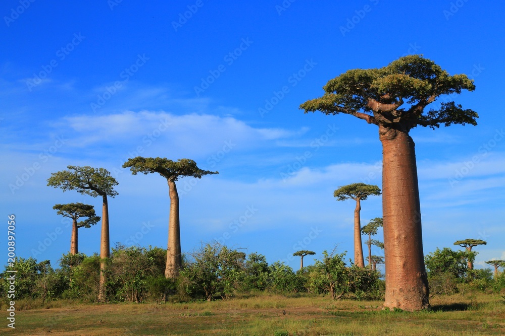 双子のバオバブ Stock 写真 Adobe Stock