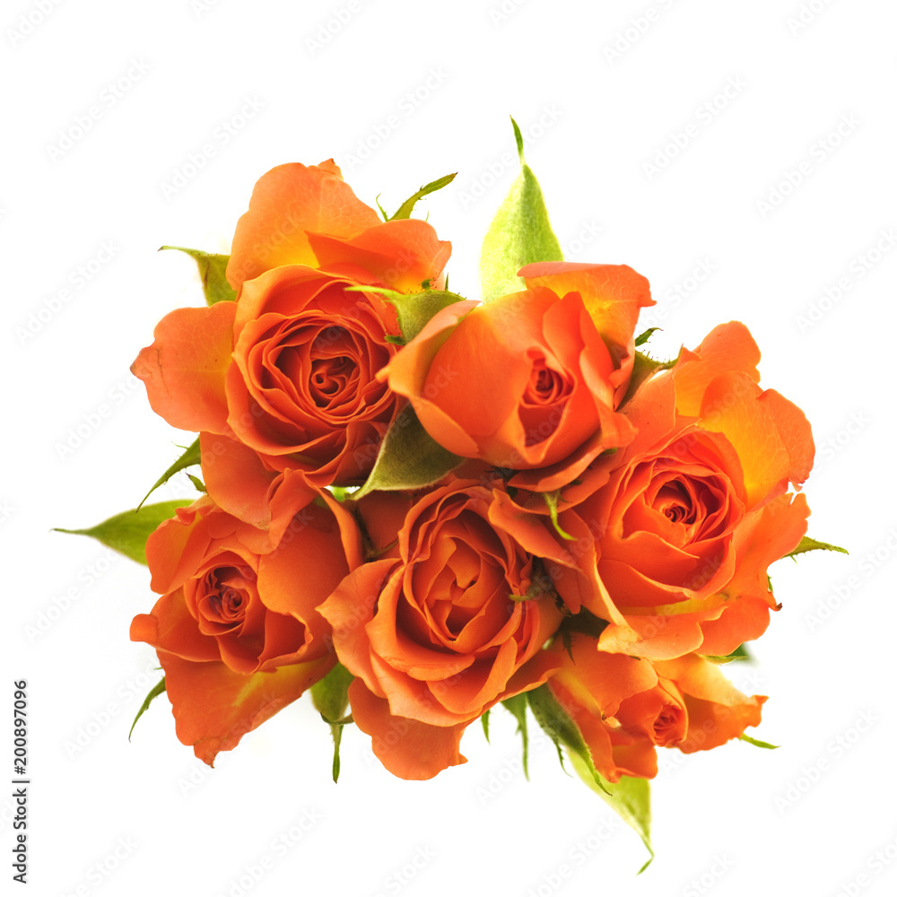 orange roses on a white background orange roses on a white background