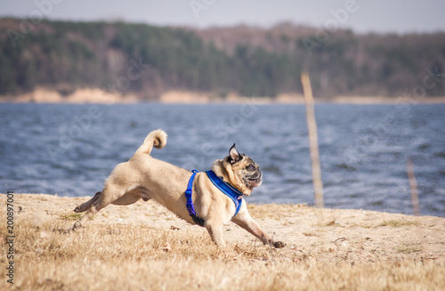 Old pug dog outside, very happy and active.