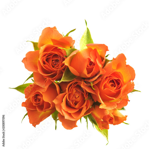orange roses on a white background