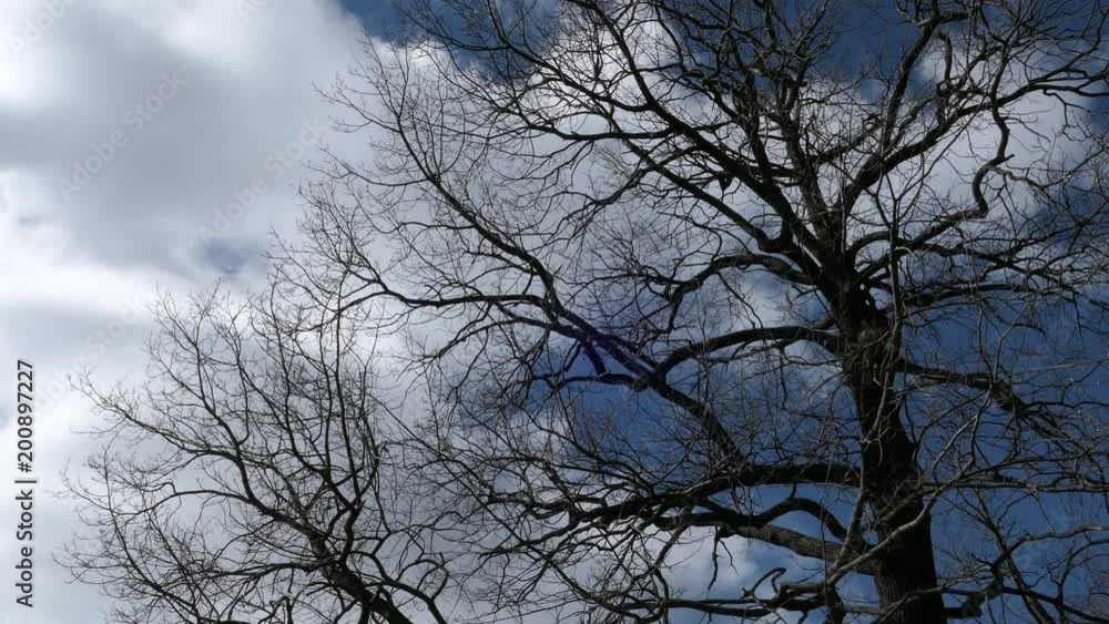 Tree Branch On Blue Sky Background In Spring Sunny Day Fast Motion Tree Branch On Blue Sky Background In Spring Sunny Day Fast Motion