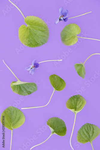 violets on bright background. Nature, happy spring concept