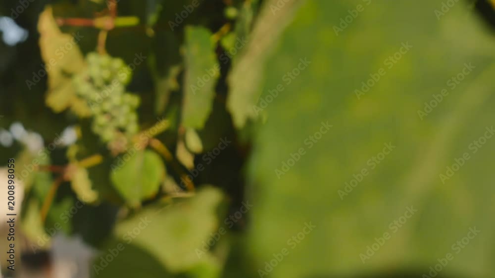 Green vineyard on a bright sunny sky background 4K Green vineyard on a bright sunny sky background 4K