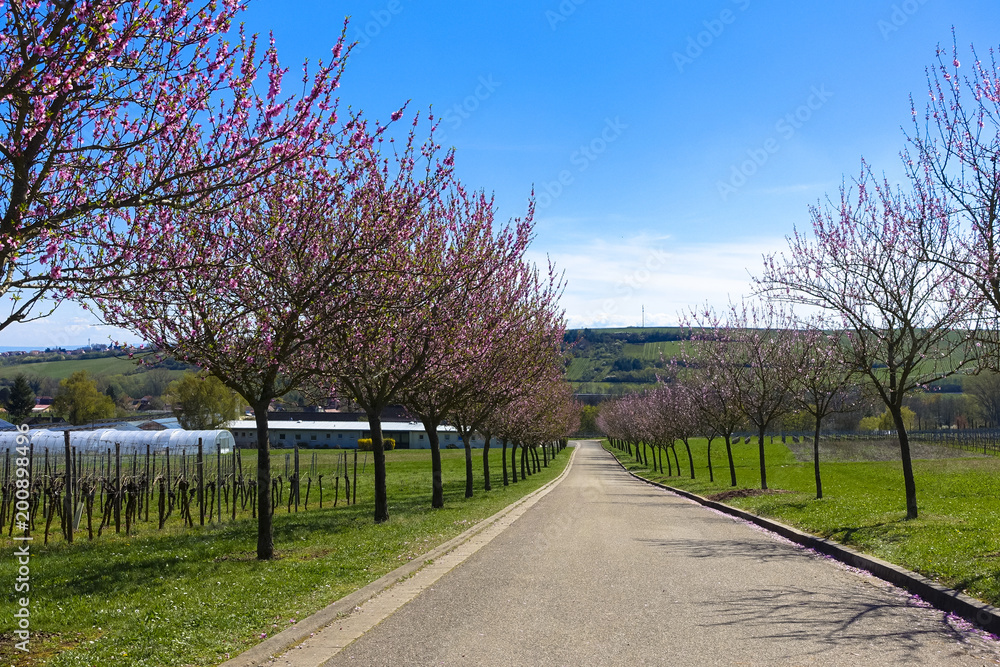 Obraz premium wonderful pink almond and cherry blossom trees in spring in Palatinate, Germany, an avenue of flowers at the southern wine route