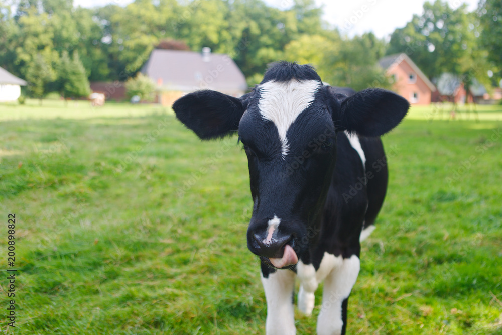 cow cow