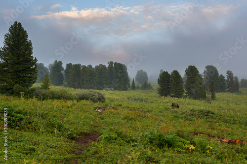 Coniferous forest in the fog on the slope of mountains. Altai Krai. photo