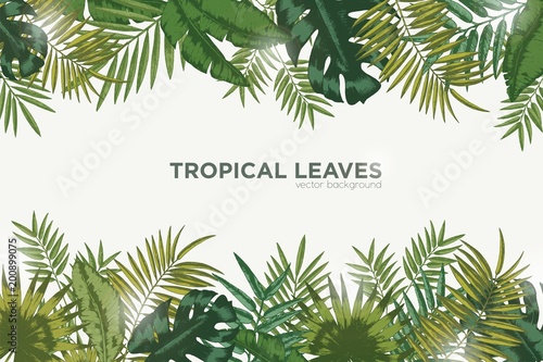 Horizontal background with green leaves of tropical palm tree  banana and monstera. Elegant backdrop decorated with foliage of exotic jungle plants. Natural frame or border. Vector illustration.