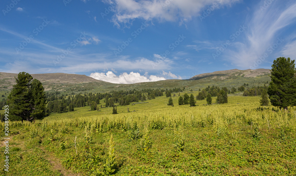 Beautiful summer landscape on top of Altai Krai mountains.