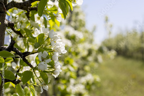 Blossoming apple orchard in spring.