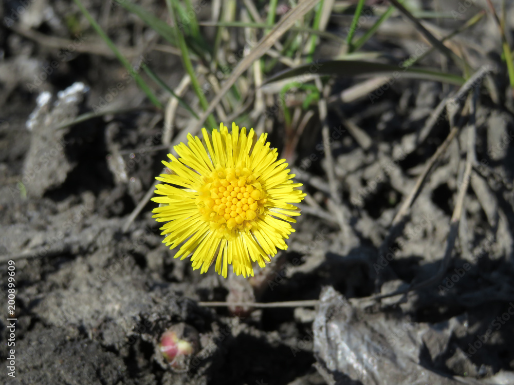 Coltsfoot yellow flower in the spring forest. Healing plant Tussilago farfara Coltsfoot yellow flower in the spring forest. Healing plant Tussilago farfara