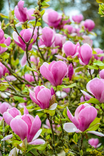 Close-up view of the big purple flowers of a magnolia with a shallow depth of field.