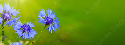 Schilderij op canvas Blue cornflowers in bright sunlight.