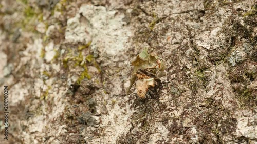 4K Bagworm Moth (Psychidae) Caterpillar Crawling 2 photo