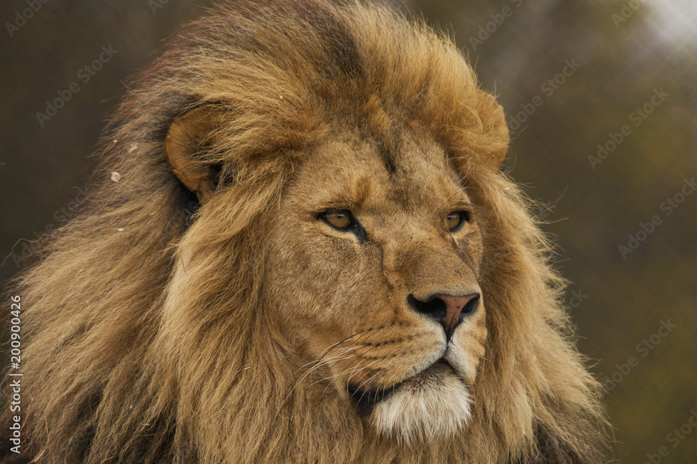 Obraz premium Safari Park Lion