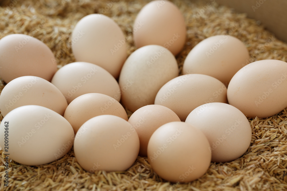egg egg