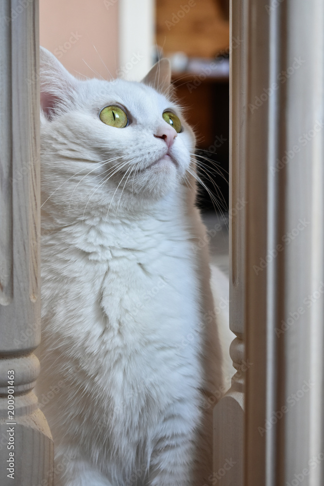 White cat with big eyes purposefully looks up