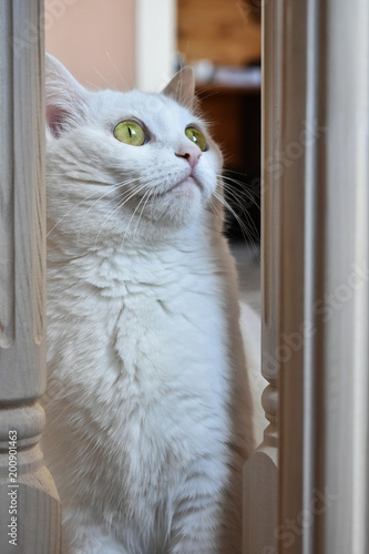 White cat with big eyes purposefully looks up