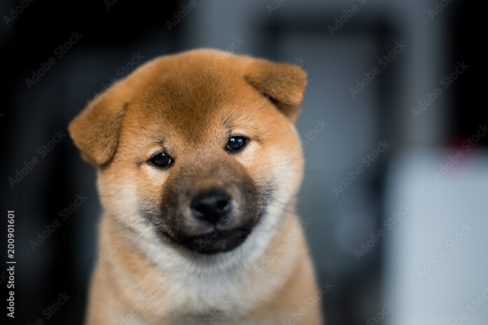 Portrait of cute smiley Shiba Inu dog puppy on a dark background. Image of sweet japanese dog looks like a teddy bear