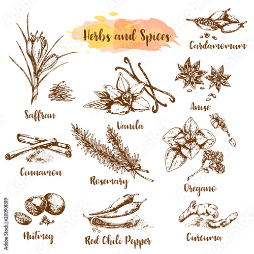Herbs and spices vector illustration. Herb, plant, spice hand drawn set. Organic healing herbs engraving. Vector botanical sketches. Vanila, oregano, shaffran and cinnamon