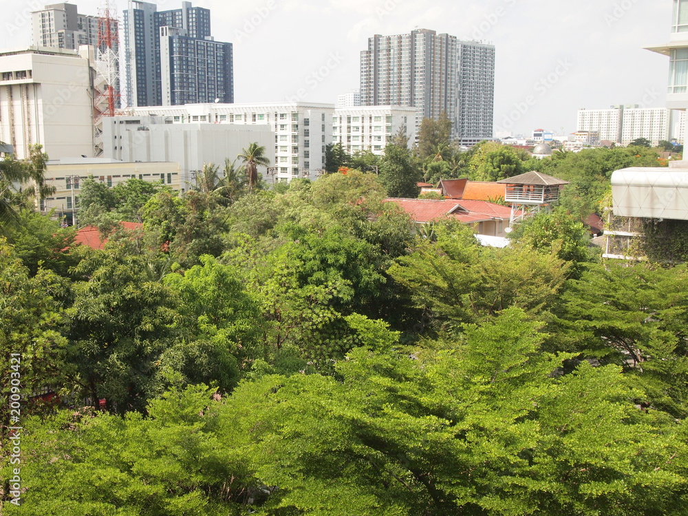 Fototapeta premium green leaves and building