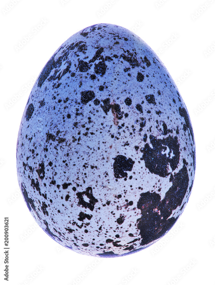 File:Blue spotted egg.svg - Wikipedia