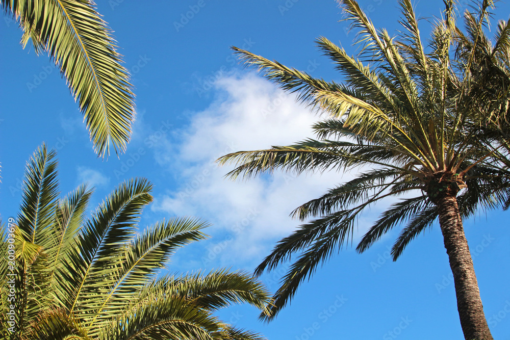 palm tree and palm leaves, blue sky