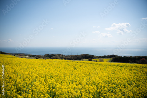 菜の花畑