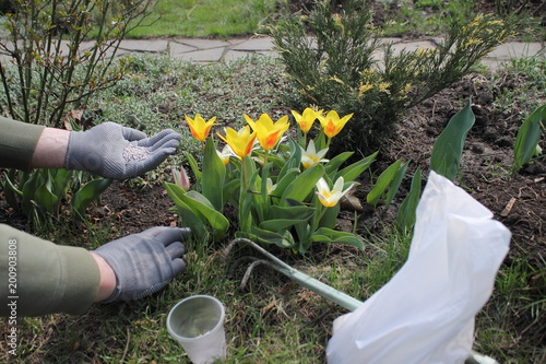 Tableau sur toile Gardener holds in his hand mineral granulated fertilizer from package for fertilizing flowering tulips