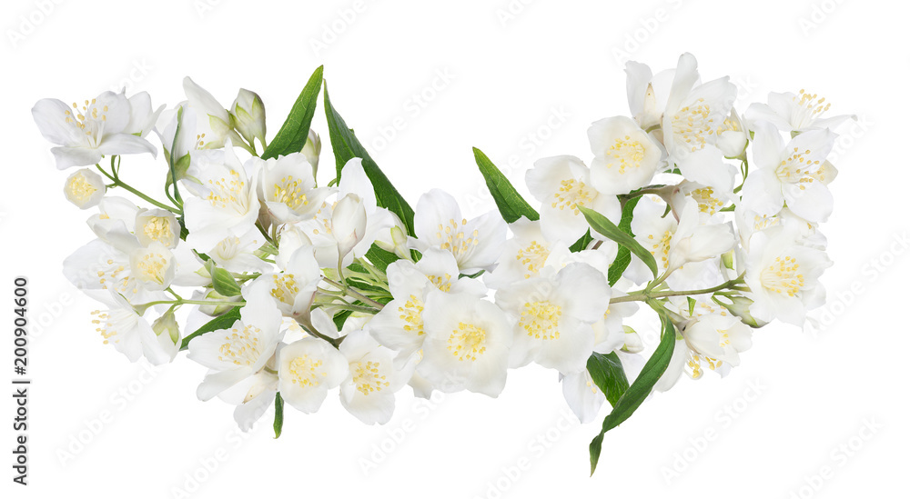 isolated beautiful spring jasmin bunch