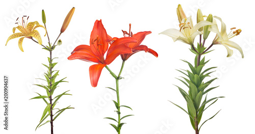 Fototapeta Naklejka Na Ścianę i Meble -  isolated three lily flowers