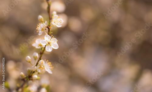 Blossoming cherry trees in spring © SasaStock