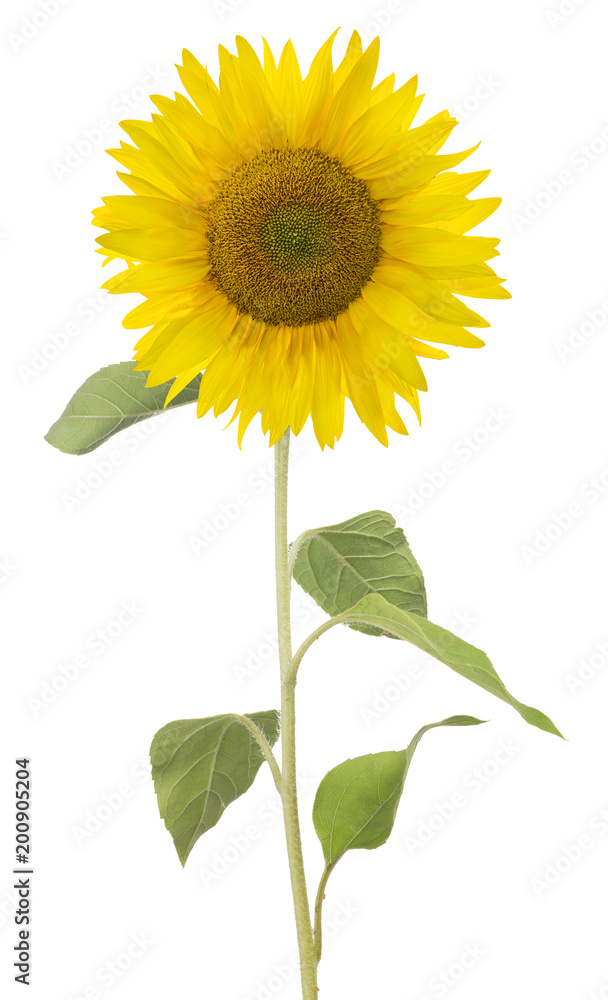 Fototapeta premium single large isolated sunflower