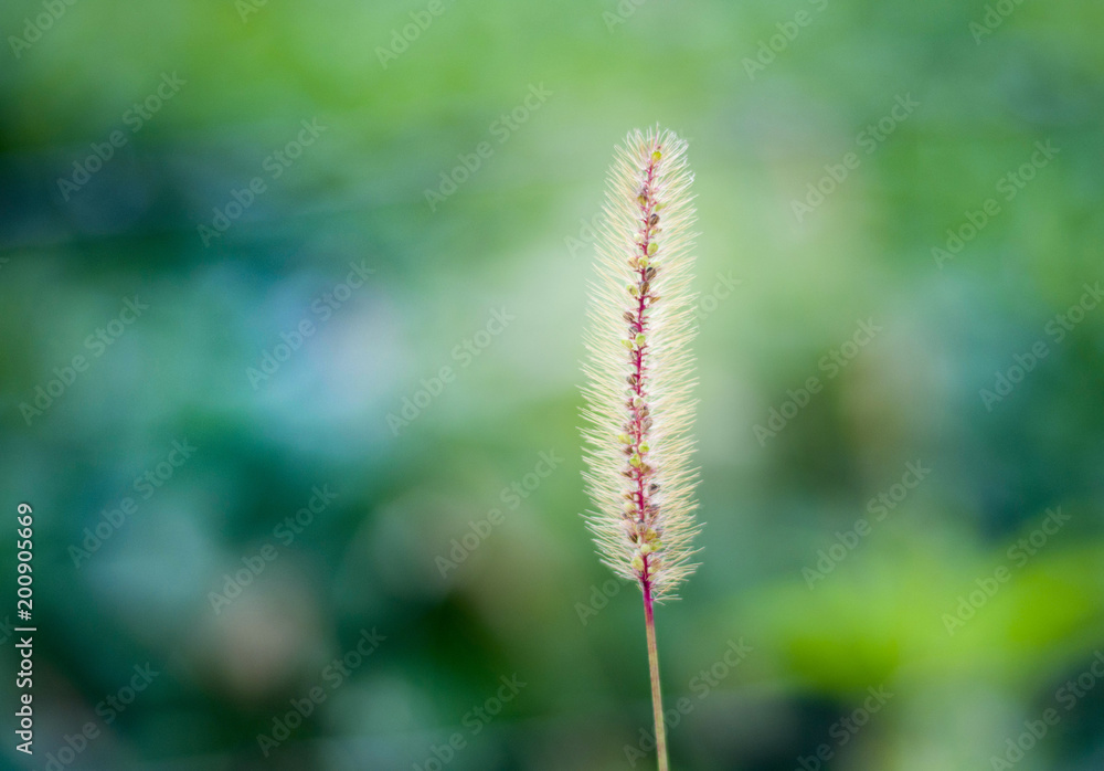 Obraz premium abelha no campo