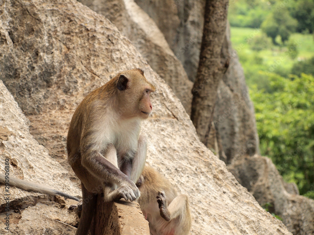 monkey is sitting on the stone