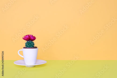 Fototapeta Naklejka Na Ścianę i Meble -  Small cactus in a flowerpot on a trendy background.