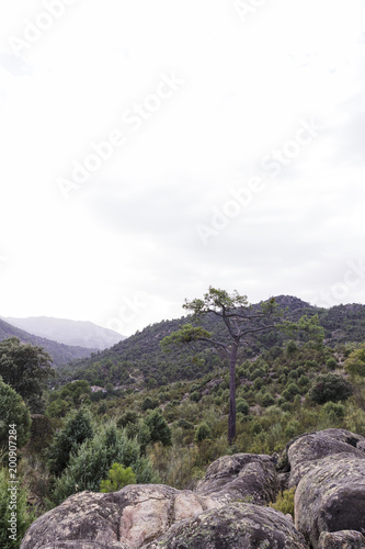 tall and lonely pine tree in the middle of a green mountain in summer 